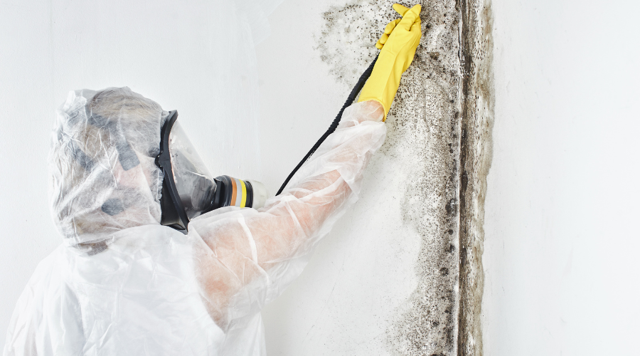 Find Trustworthy Mold Removers Find Trustworthy Mold Removers