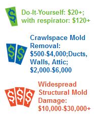 Mold Removal Cost