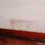 Drywall Mold Removal Tips