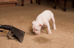 Carpet Cleaning Reviews