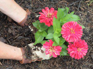 Spring Gardening Tips