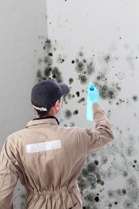 Mold Removal Mold Remediation