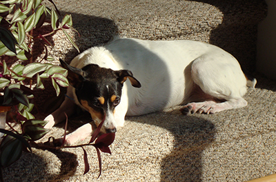 Dog on Carpet