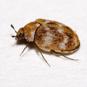 Carpet beetles Prevent carpet beetles
