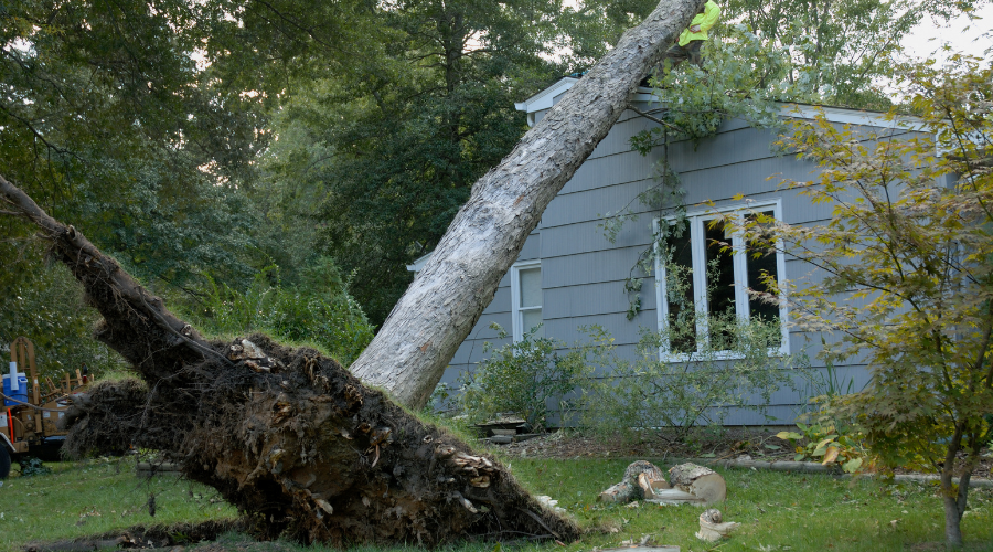 How to Prepare for High Winds and Prevent Wind Damage How to Prepare for High Winds and Prevent Wind Damage