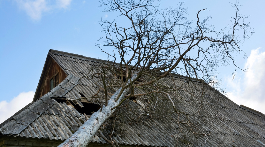 Protect Your Trees from Storm Damage this Winter Wind Damages to Roof