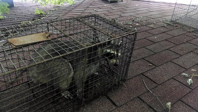 Raccoon removal