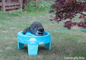 Raccoons are really curious.