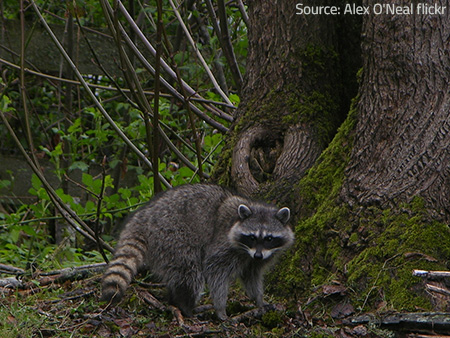 Raccoon in the wild