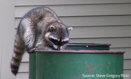 Raccoons are often rummaging garbage cans.