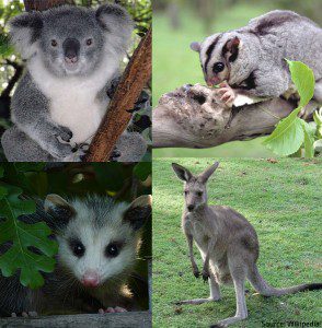 Marsupials are unique animals.