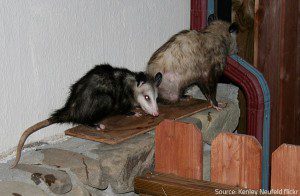 Opossums make holes and break ducts.