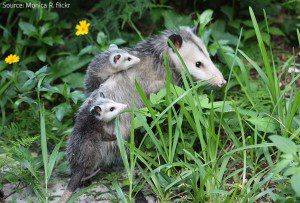 Opossum family.