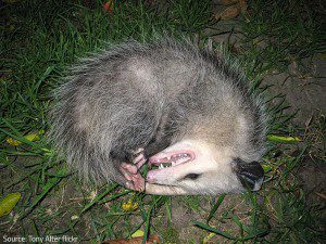 Opossums act in self-defense.