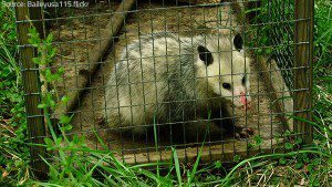 Trapping opossums is an easy and effective removal method.