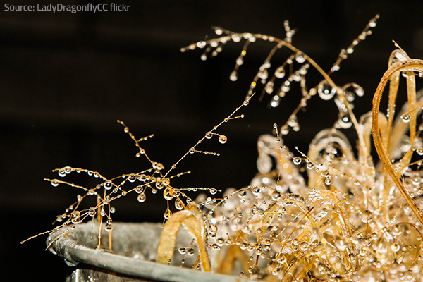 Rejoice the beauty of winter.