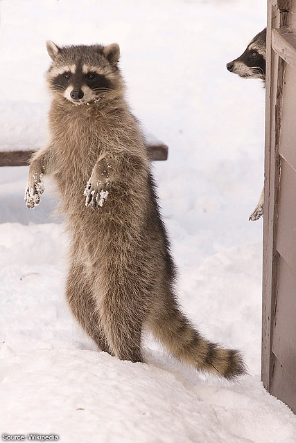 Raccoons