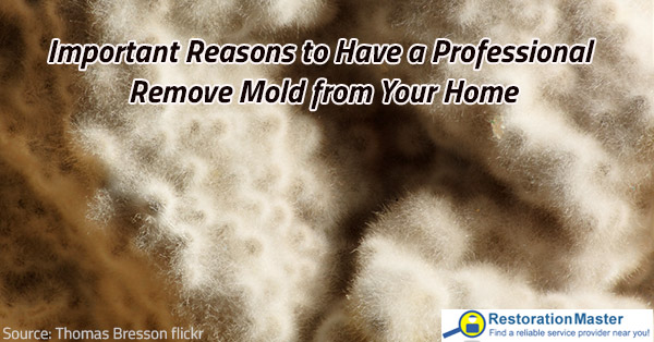 Professional mold remediation is efficient.