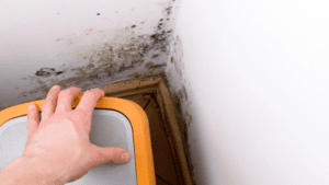 Mold in the corner of the room