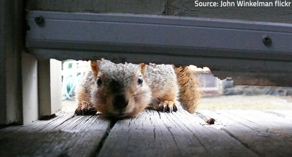 Pests find creative ways to avoid being trapped.