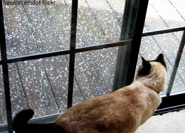 Take care of your animal friends during storms.