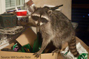 Clutter attracts pests.