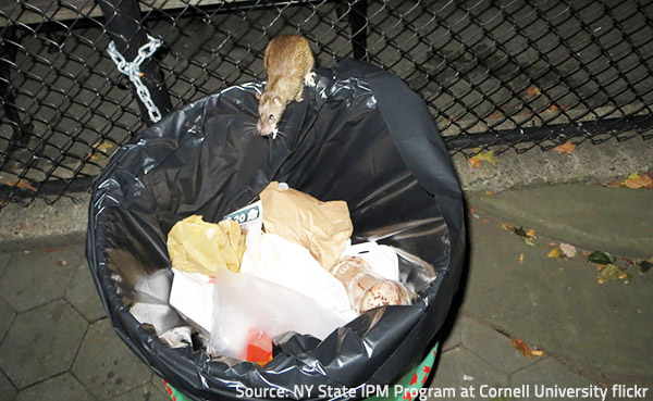 Pests find in clutter everything they need to survive.