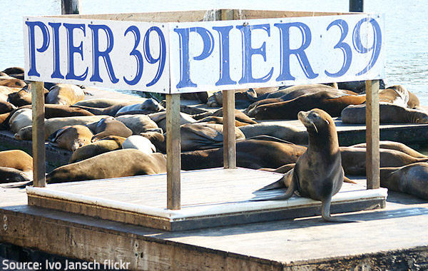 Visitors from the country and abroad admire the famous sea lions in Fisherman's Wharf. he famous sea lions in San Franciso.