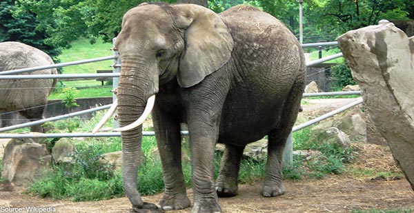 AfricanelephantCLEzoo- Cleveland-OH