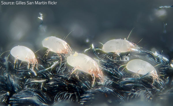 Biological contaminants are powerful allergens.