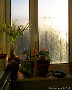 Condensation-on-Window-Home