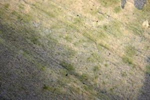 wet-carpet-flood-damage