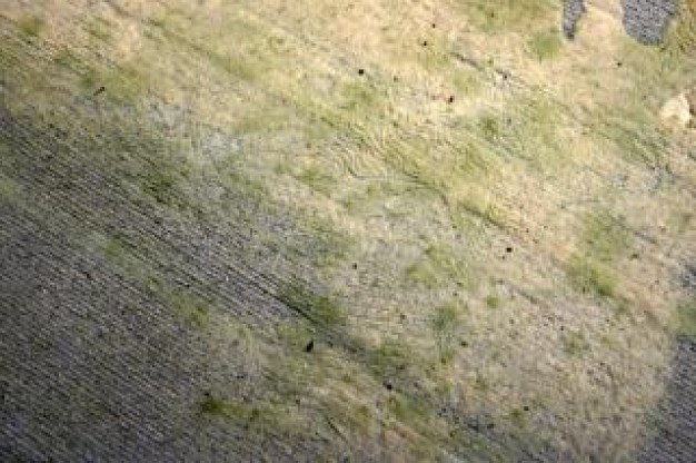 wet-carpet-flood-damage