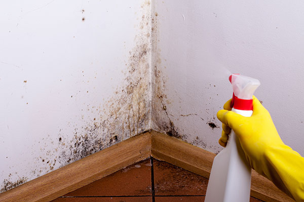 Mold Removal and Remediation - RestorationMaster