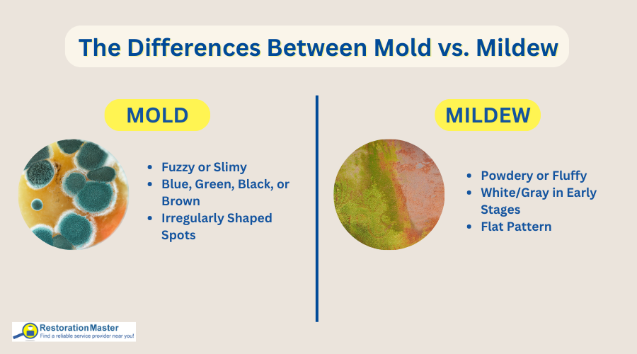 The Differences of Mold and Mildew - RestorationMaster