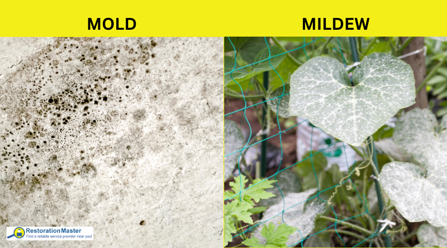 Mold vs. Mildew: The Differences and How to Clean Them - RestorationMaster