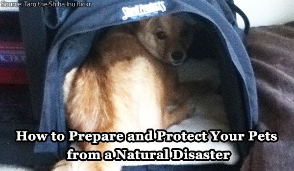 Pet safety during a natural disaster.