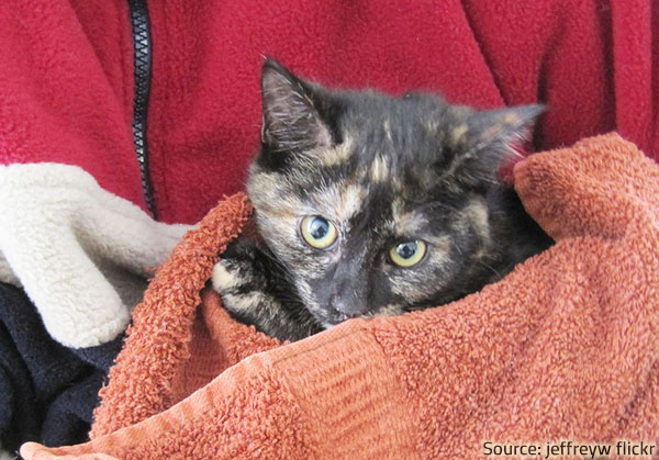 Never leave your pet behind durign an evacuation.