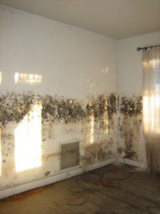 mold on walls moldy living room