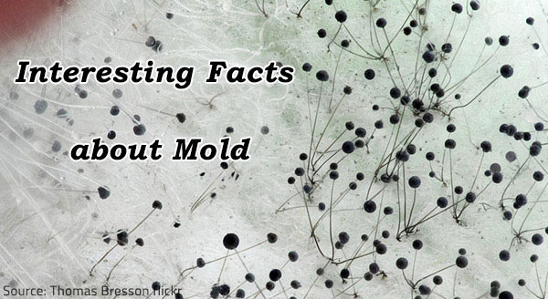 Everything you need to know about mold.