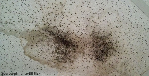 mold on ceiling Mold issues have become very common in recent years.