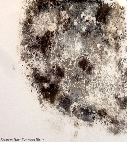 black mold Only 5 species of mold are commonly found indoors.