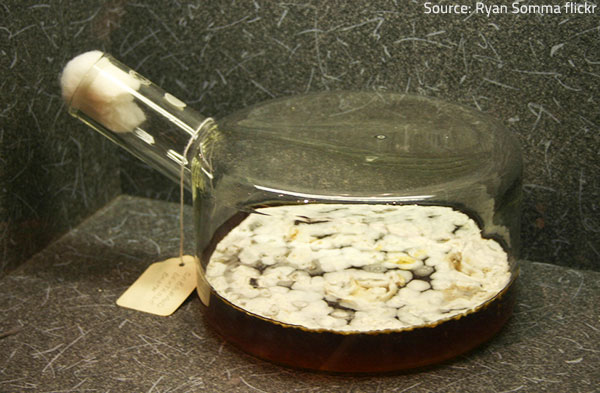 penicillin One of the most interesting facts about mold is that it can be useful.