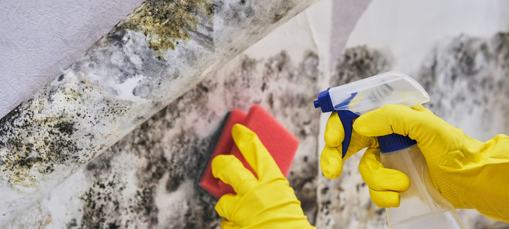 Mold Removal - RestorationMaster