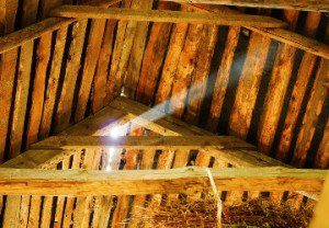 attic mold attic mold