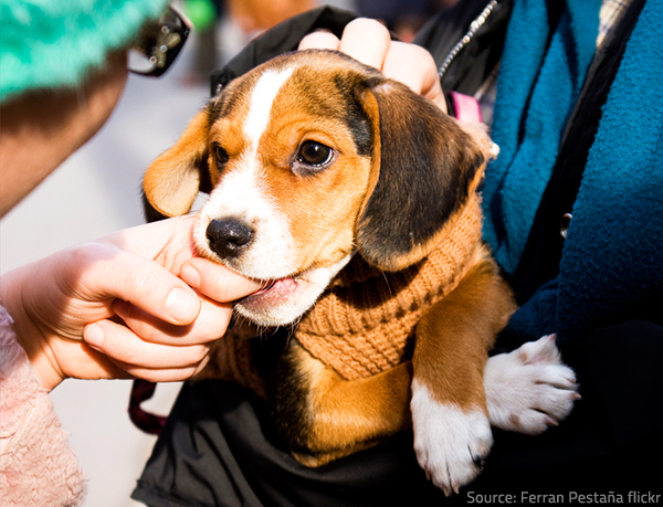 Make sure you take proper care of your pets.