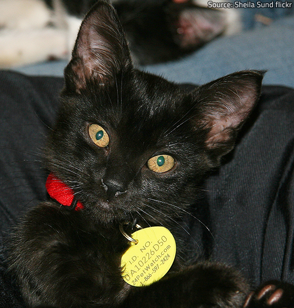 Proper pet identification will ensure your reunion with your animal friend if you get separated.