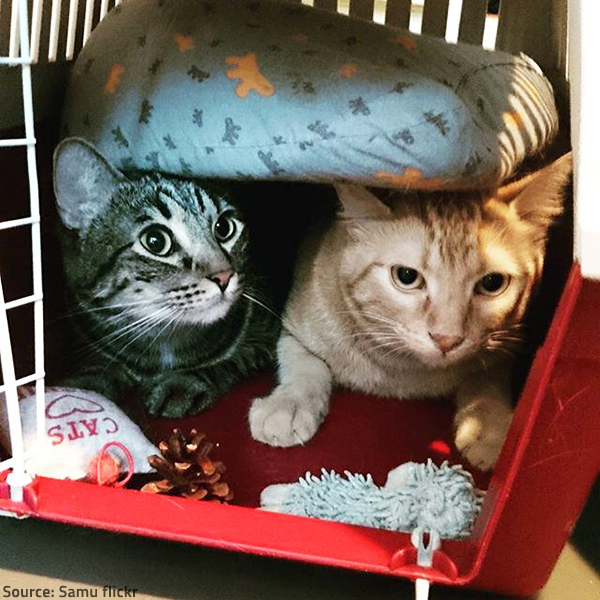 A good pet disaster preparedness plan bears fruit.