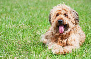 shaggy-dog-causes-of-allergies
