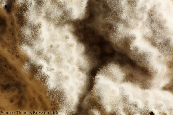 Five different types of mold can grown indoors.